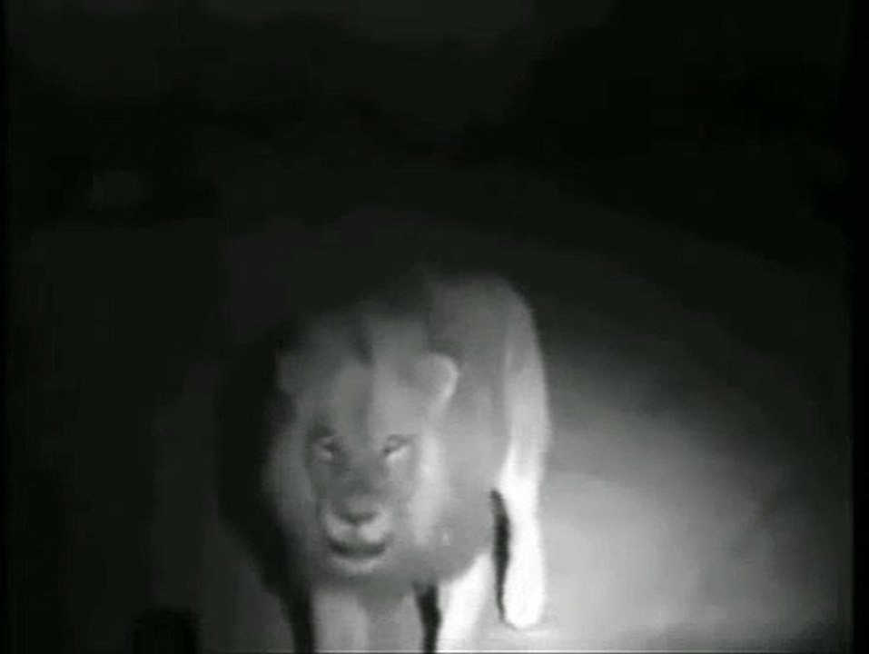 The Mapogo Lion Coalition - 2008