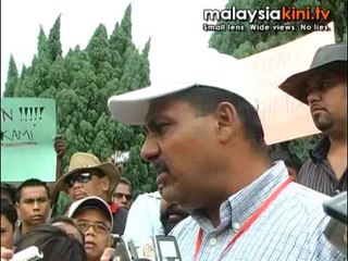 Cows again in protest against Selangor gov't