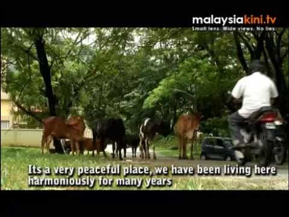 Kg Buah Pala...pawn in a political game