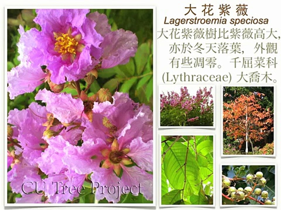 中文大學本部樹木一覽 (二)
