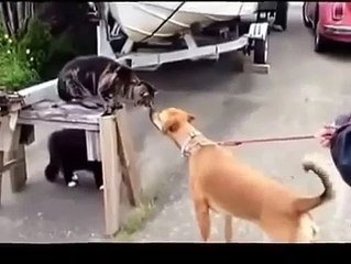 New 2015 - Dog and Cat Fight - Funny Videos Dogs and Cat 2015 - Hot