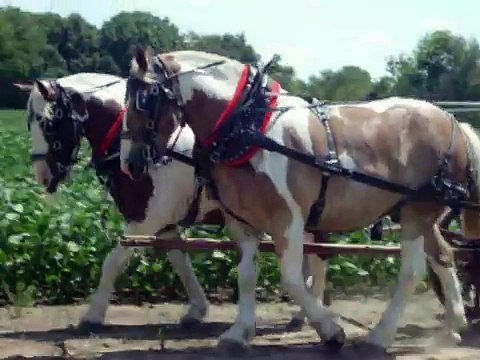 Russell Farms Team Horses Charlie and Bubba....For sale