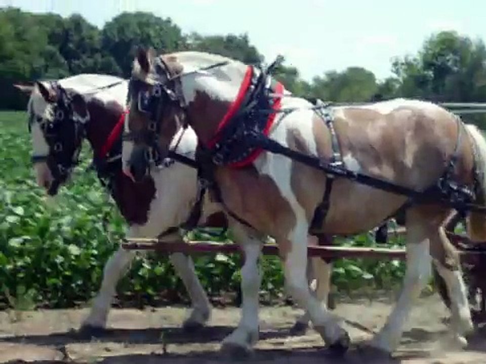Russell Farms Team Horses Charlie and Bubba....For sale