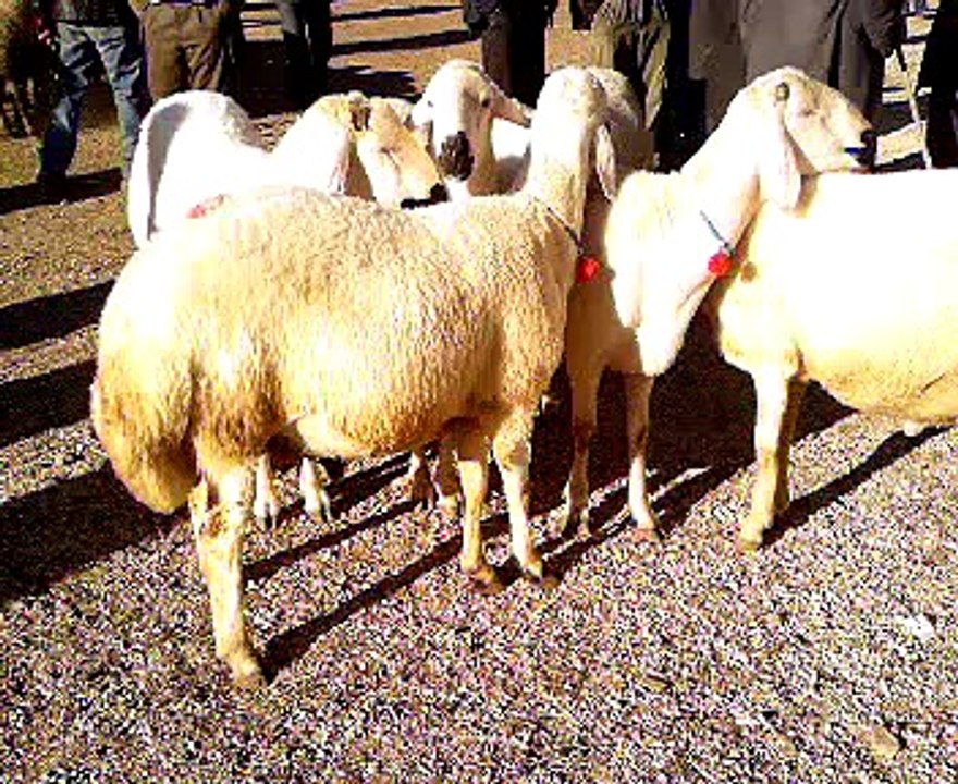 veterinervizyon.com koc