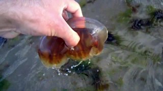 Catching Lion's Mane Jellyfish