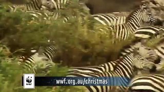 WWF Christmas adoption