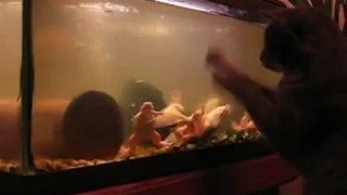cat paws at frogs in aquarium