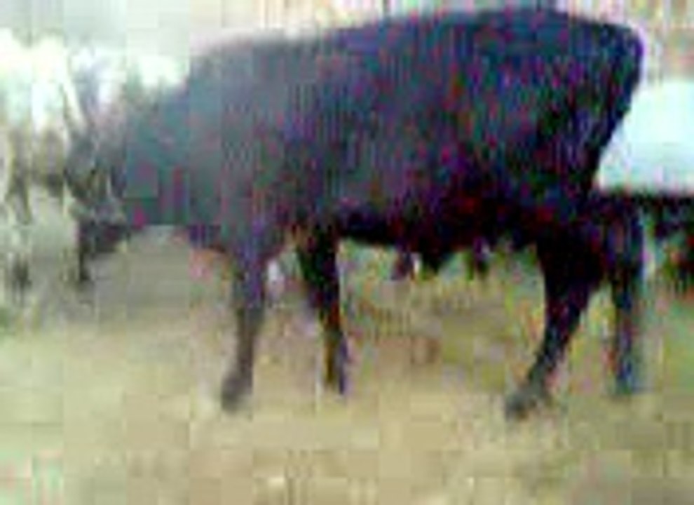 Qarbani
