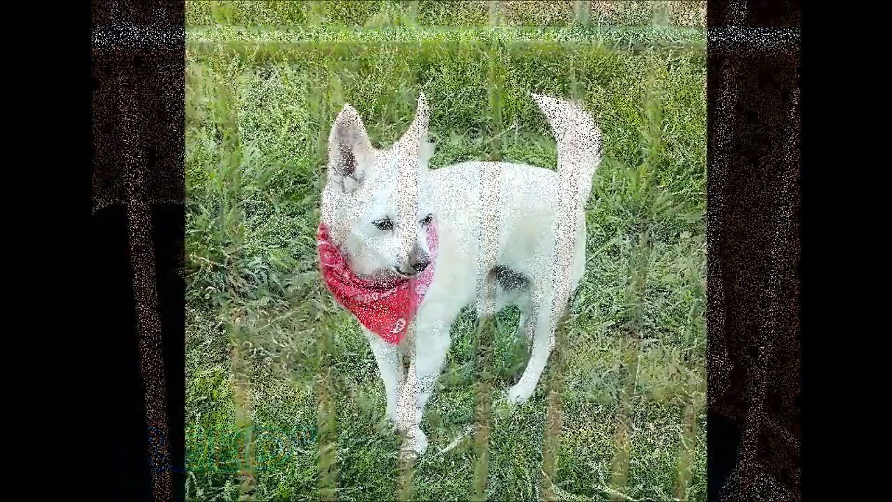 Creed, Senior Chihuahua rescued off the euthanasia list.