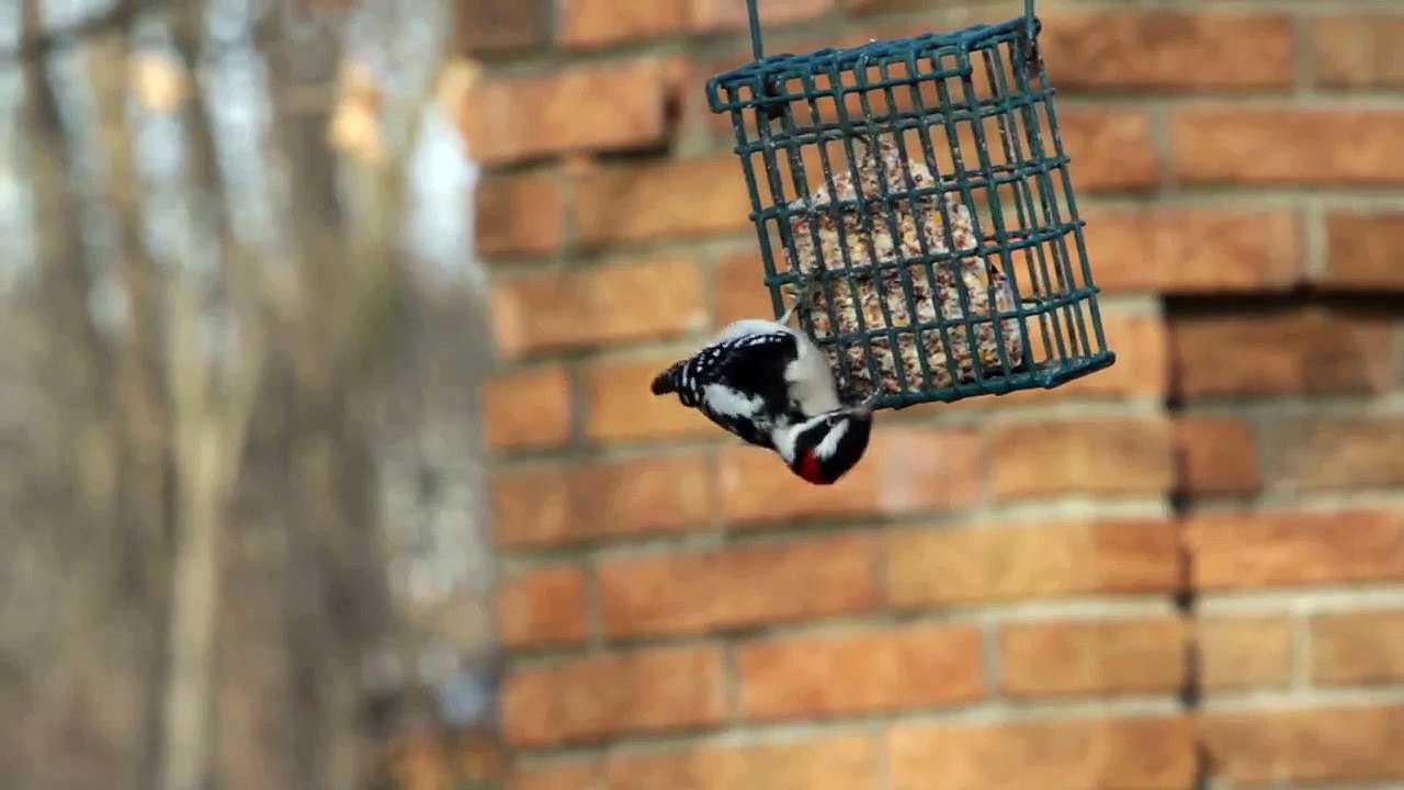 Downy Woodpecker