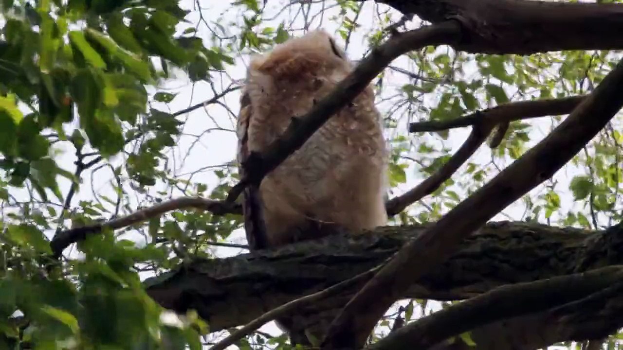 Great Horned Owlets