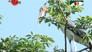 Nature and Life   Episode 129 (Asian Openbill Stork and Lesser Adjutant)