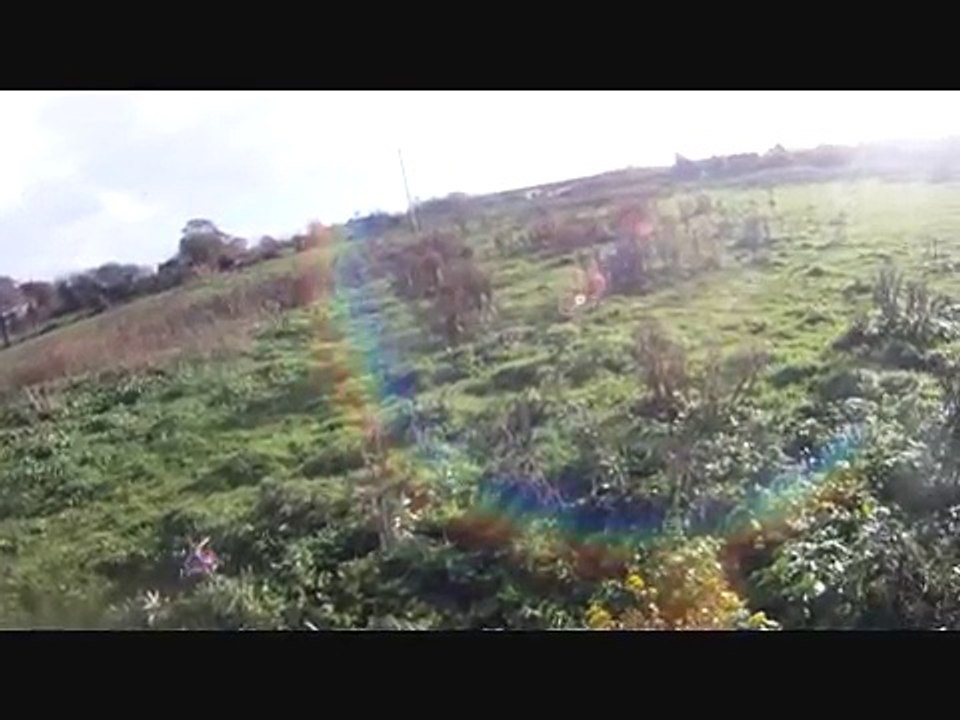 Pheasant hunting - December 2012