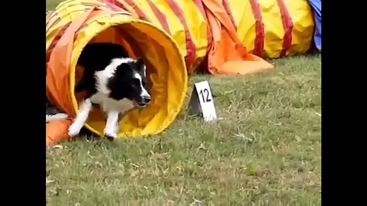 Dog Agility- Seven Nation Army