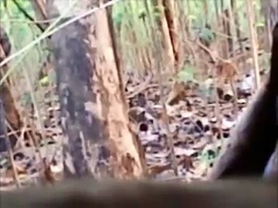 ไปต่อไก่ป่า (พลังไพร 3)