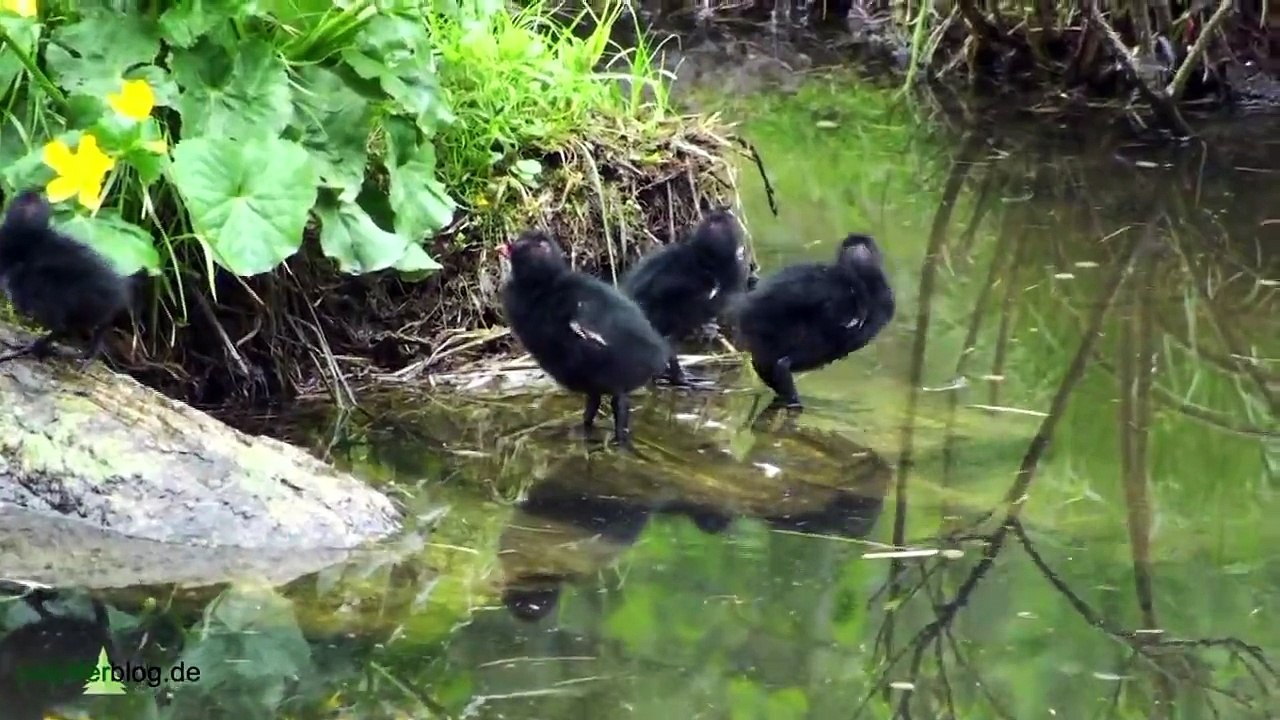 Nationalpark Bayerischer Wald: Kindersegen bei Familie Teichhuhn -Gallinula chloropus common moorhen