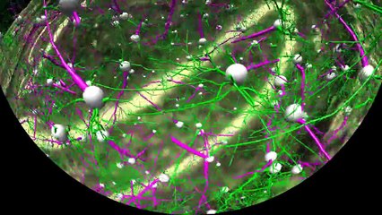 The Human Brain: Images to Atoms