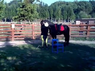 Doma di un Cavallo Frisone Stallone - parte 1a - Traning a Frisian Stallion Horse - 1st part