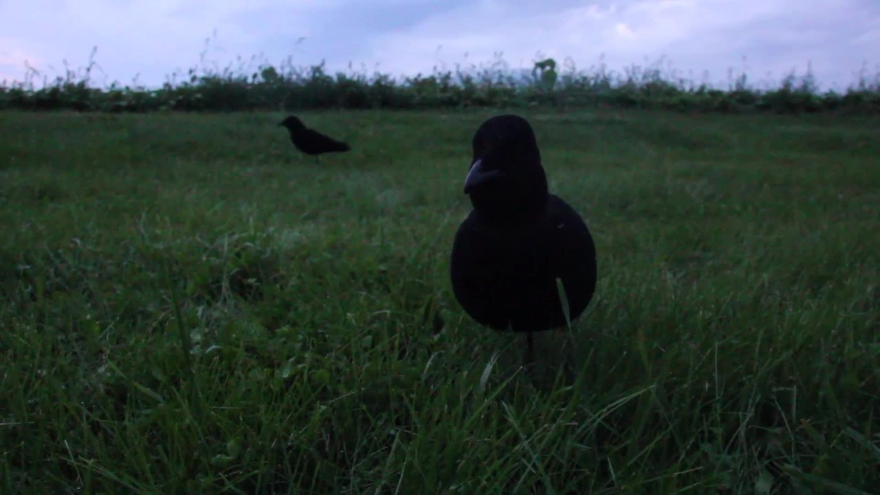 Crow Hunting