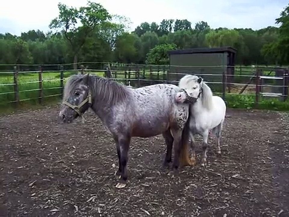 Jazz dekt Eefje voor de 2e keer 17-5-09