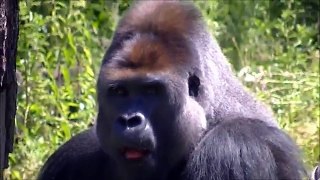 Gorillas @Zoo Krefeld 10 July 2015 - part 2