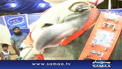 Pakistani King Cattle, 50,00000 Rs Eid Qurbani 2015