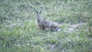 Poljski zajec (Brown hare)