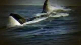Animals Attack  Killer Whale vs  Sea Lion
