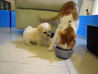 שיעור קצר בסבלנות