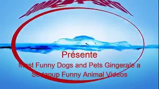 Funny Dogs And Pets Gingerale A Sodapup Funny Animal ~ Best Funny Animals 2014
