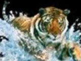 les tigres sauvages lol