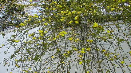 MIKLOS ROZSA.- Ben Hur - Tema de amor