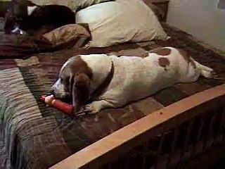 Basset Hound yoga - Saffron likes to relax after a long day