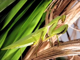 Revenge of the Mantis