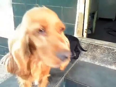 Filhote de cocker spaniel ingles preto