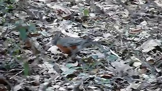 American robin feeding in the Georgia winter evening