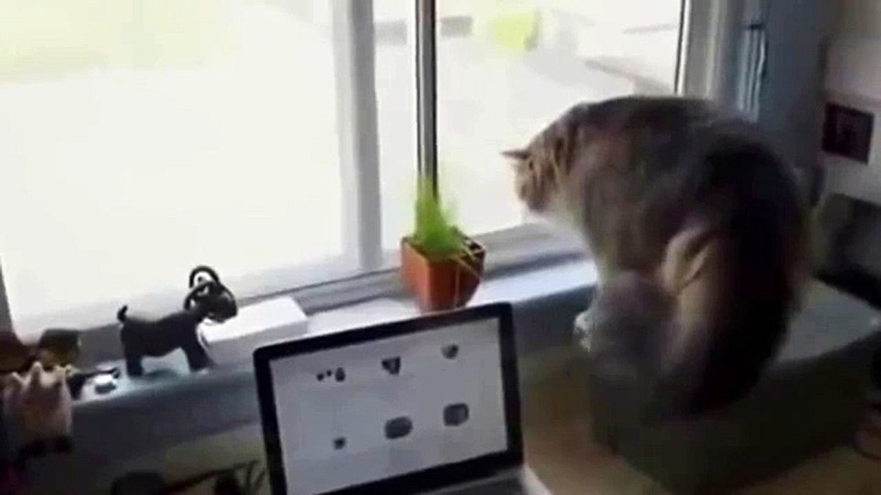 New Funny Animal Videos Compilation 2014   Cat Spots Something Outside Funny Videos