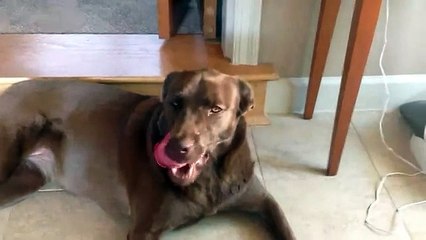 Fastest Breathing Dog in The World