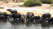 Chobe National Park - elephants drinking