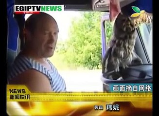 CQTV:猫头鹰路边被救 只认一个主人