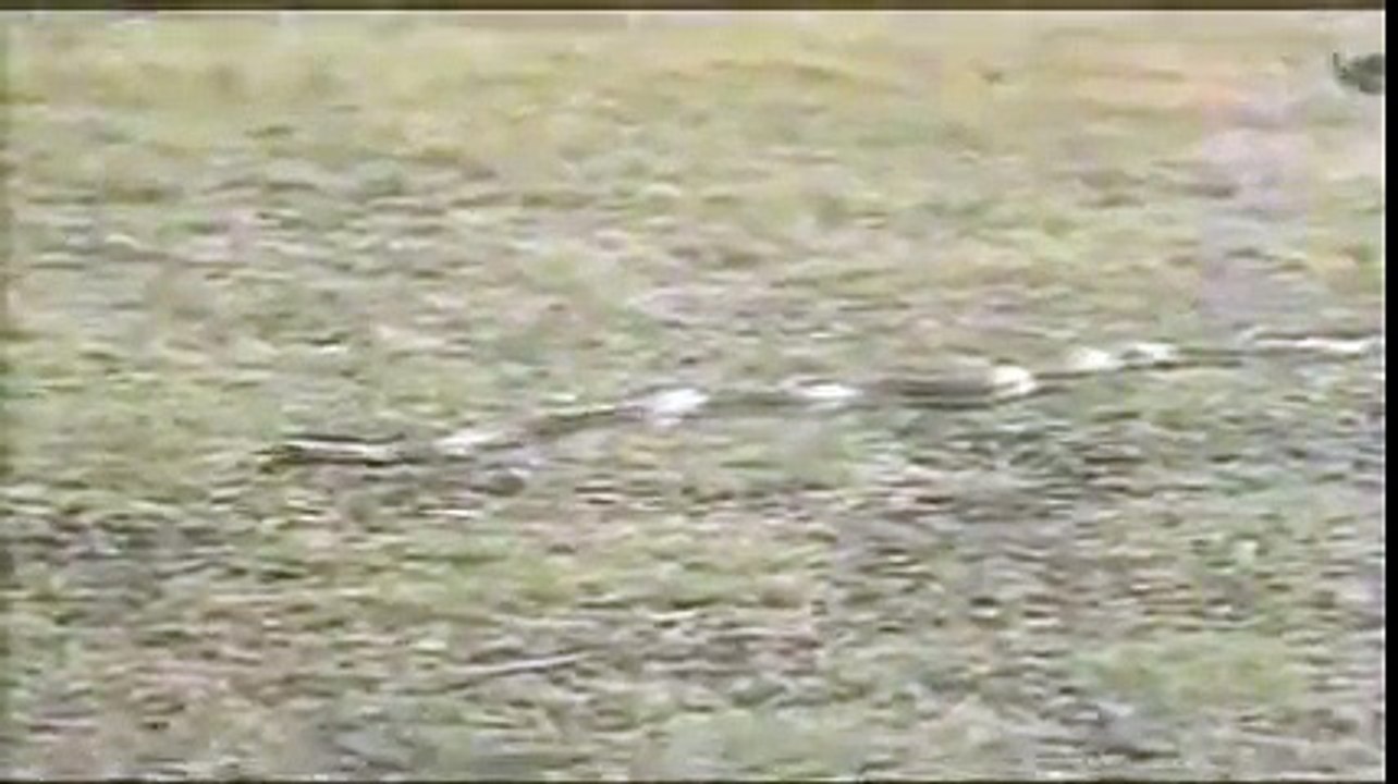 Serpente Sem noção/ Coelho Maluko