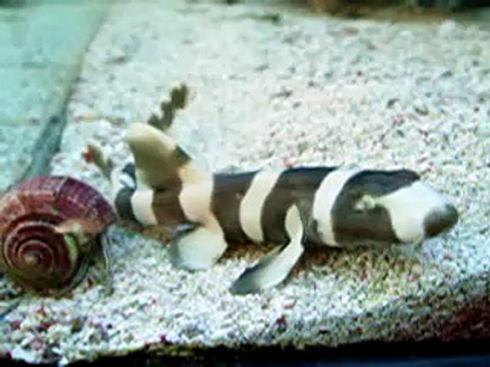 Home Grown Bandit Sharks