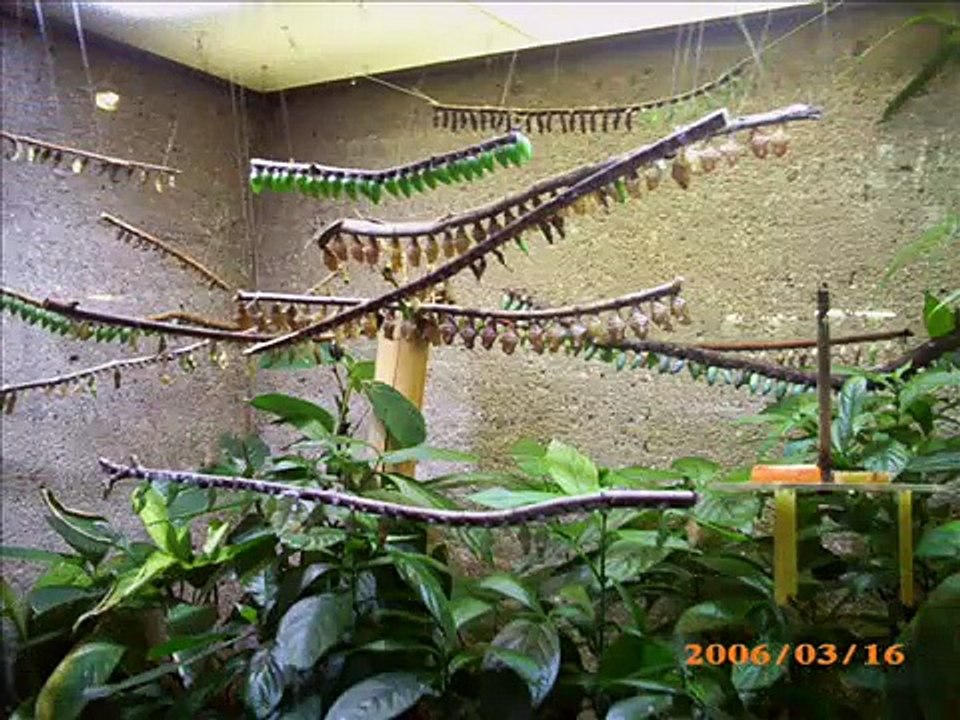 TJC Band Euro Trip 4 - Vienna Zoo