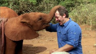 WILD KRATTS   Baby Elephant Power   PBS KIDS