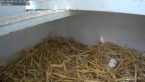 Fantail Dove Eggs Hatch & Squabs feed