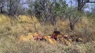 Lions fight over waterbuck