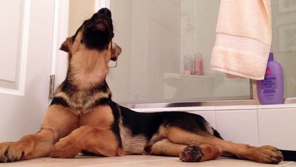 German Shepherd dog sings with his owner