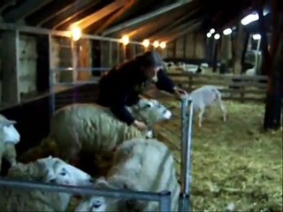 Schaapherder Koen Pille - Schapen scheren (2007)