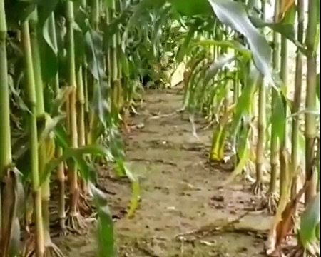 Akcja Kukurydza 2014#[John Deere, New Holland, Ursus]@