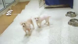 Rescued Poodles at the ASPCA